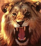lion