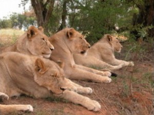 younglion_front_1